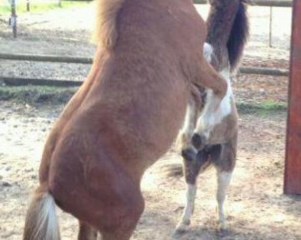 horse Mailo vom Purnitzgrund (Shetland Pony, 2011, from Apollo vom Purnitzgrund)