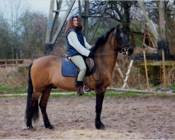 stallion Goldstern (German Riding Pony, 1972, from Golden Echo)