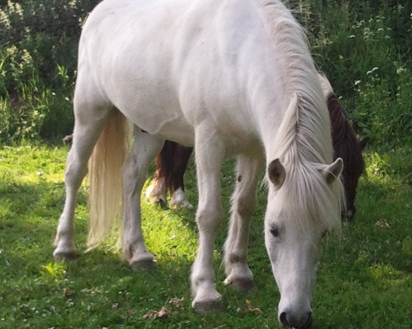 Pferd Mimir (Islandpferd, 1997, von Mímir frá Hafsteinsstöðum)