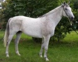 broodmare Larimar (Hanoverian, 1994, from Langata Express xx)