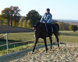 dressage horse Simply Sancho (Oldenburg, 2005, from Stedinger)