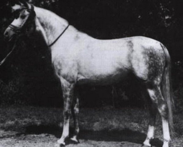 stallion Gazal II (Shagya Arabian, 1911, from Gazal 1898 ox)