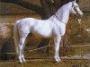 stallion Gazal VIII (Shagya Arabian, 1935, from Gazal II)