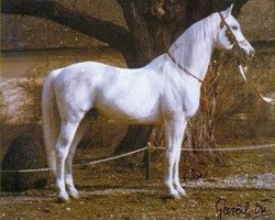 stallion Gazal VIII (Shagya Arabian, 1935, from Gazal II)