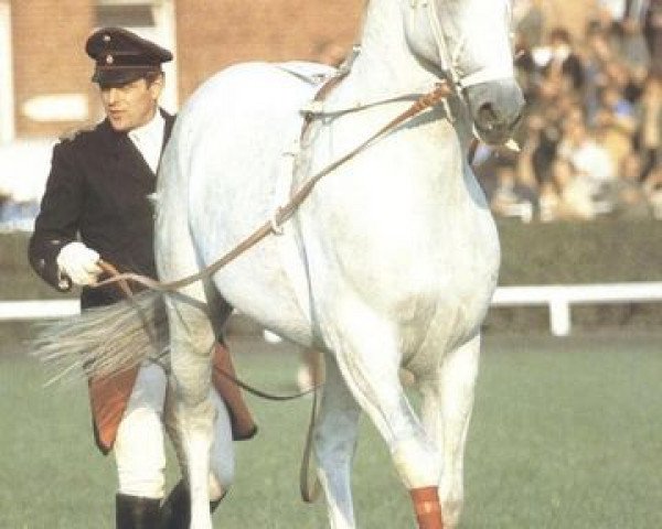 horse Galan (Hanoverian, 1970, from Gazal VIII)