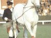 horse Galan (Hanoverian, 1970, from Gazal VIII)