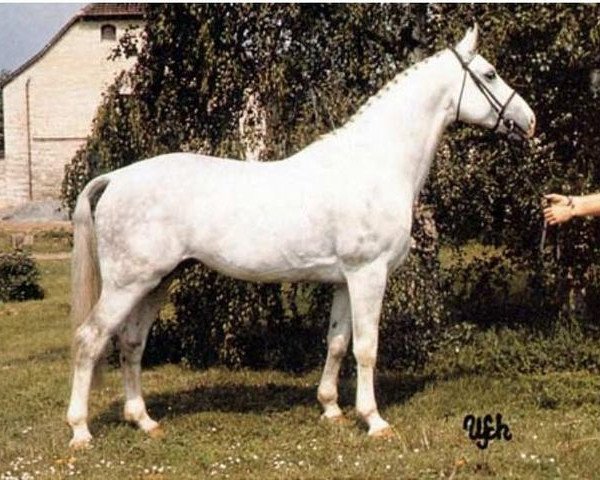 stallion Godewind (Hanoverian, 1980, from Galan)