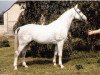 stallion Godewind (Hanoverian, 1980, from Galan)