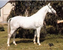 stallion Godewind (Hanoverian, 1980, from Galan)