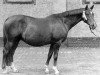 broodmare Marquise (Trakehner, 1963, from Altan)