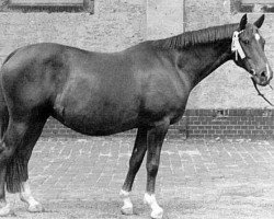 broodmare Marquise (Trakehner, 1963, from Altan)