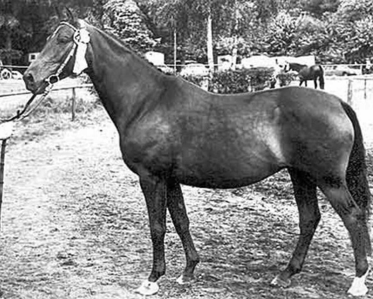 broodmare Maharani II (Trakehner, 1969, from Flaneur)