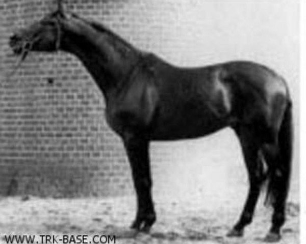 stallion Marlon (Trakehner, 1973, from Pasteur xx)