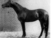 stallion Marlon (Trakehner, 1973, from Pasteur xx)