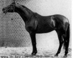 stallion Marlon (Trakehner, 1973, from Pasteur xx)