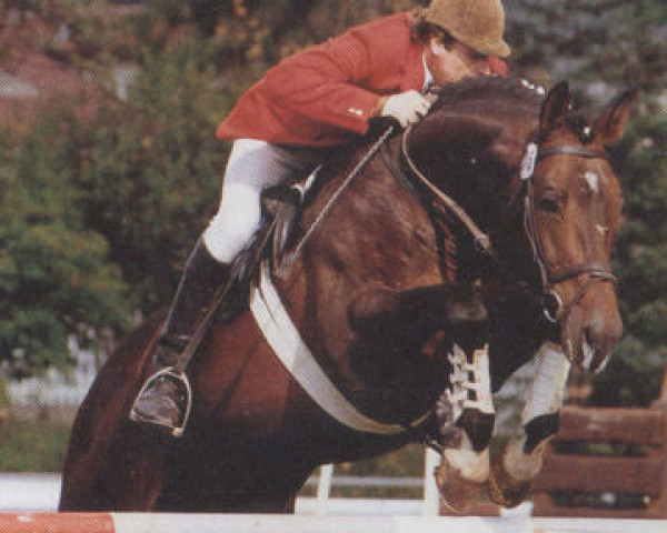 stallion Timber (Trakehner, 1982, from Marlon)