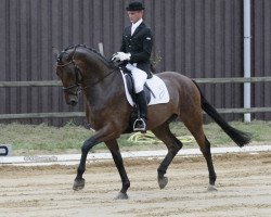 dressage horse Fitzroy M (Hanoverian, 2006, from Rousseau)