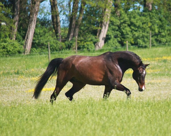 Springpferd Chameur (Württemberger, 1999, von Calmaro)