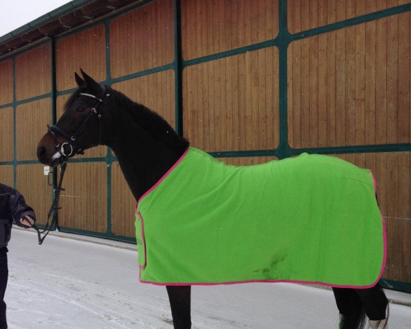 dressage horse Florio Mariner (Westphalian, 1999, from Florestan I)