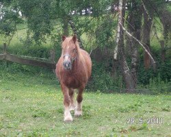 Dressurpferd Otessa (Rheinisch-Deutsches Kaltblut, 1992, von Orloff)