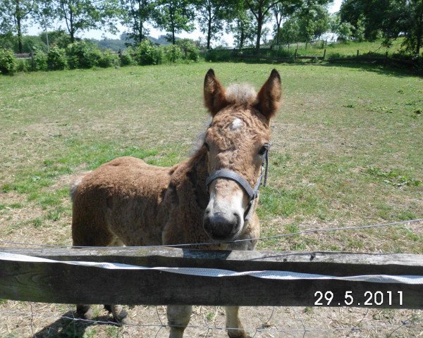 horse Madame (Rhenish-German Cold-Blood, 2011, from Markant)