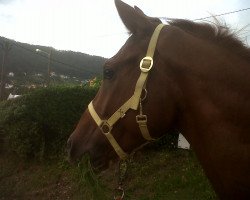 horse Elliott (Spanish Sport Horse, 2009, from Ebano CS)