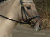 dressage horse Sir Pegasus (Duelmener, 2006, from Sahib)