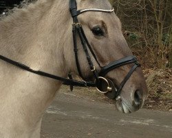 dressage horse Sir Pegasus (Duelmener, 2006, from Sahib)