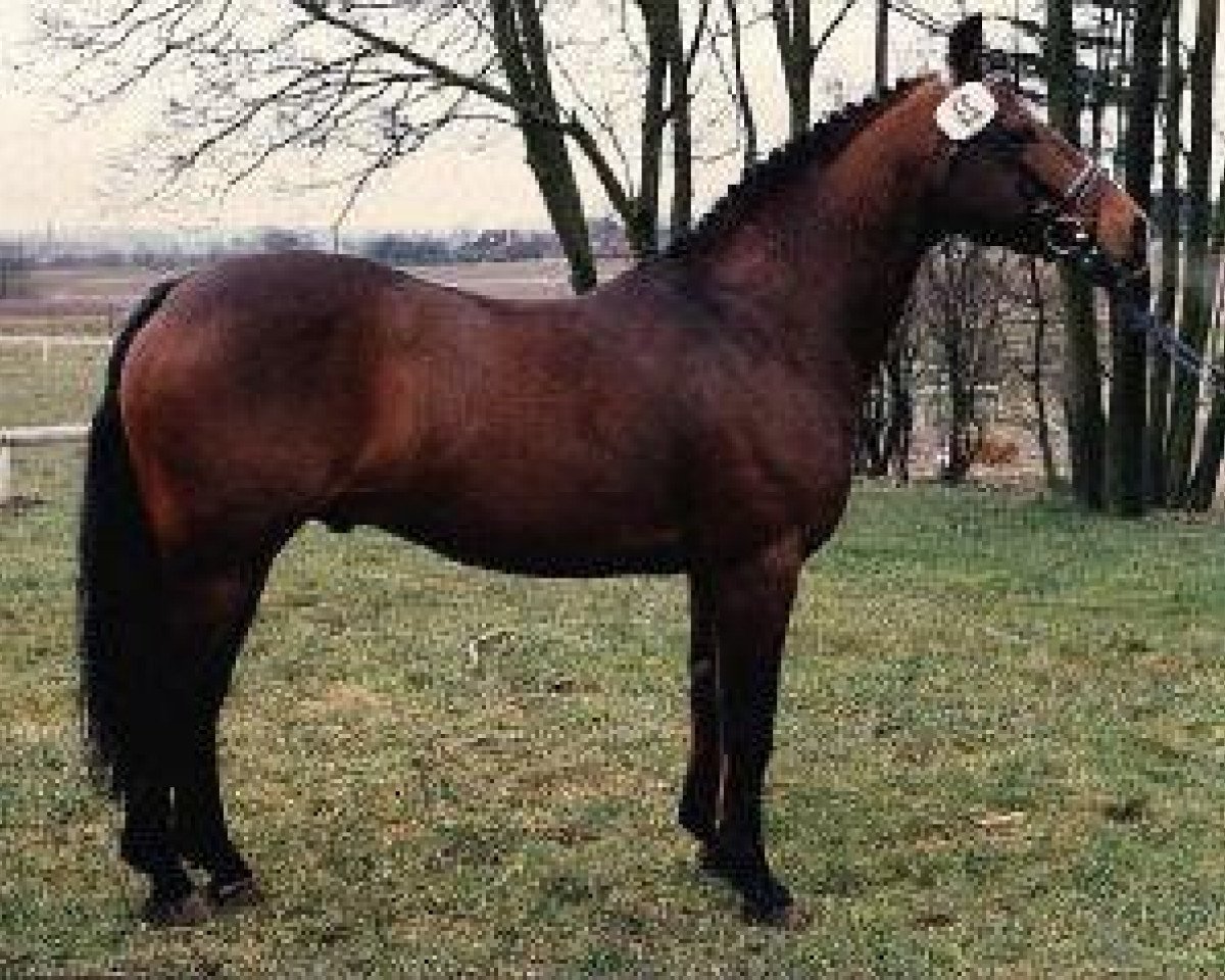 stallion Rory Ruadh (Connemara Pony, 1971, from Finney Master)