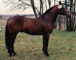 Deckhengst Rory Ruadh (Connemara-Pony, 1971, von Finney Master)