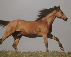 horse Wisky 16 (Bavarian, 1983, from Waldmeister)