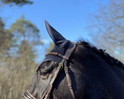 Springpferd Cross Again (Deutsches Reitpferd, 2010, von Pikeur Crossfire)