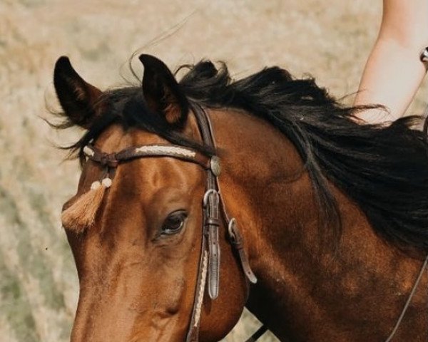 dressage horse Bellino 9 (Hanoverian, 2010, from Bonifatius)