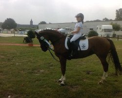 dressage horse Orchid's Honey (Dutch Pony, 1998, from Milton)