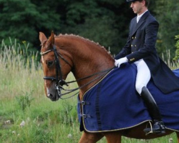 horse Wellington 262 (Hanoverian, 1999, from Weltmeyer)