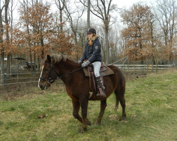 horse Lorelay (Black Forest Horse, 2008, from Dinkelberg)