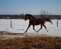 Springpferd Kastors (Lettisches Warmblut, 2008, von Kadilak)