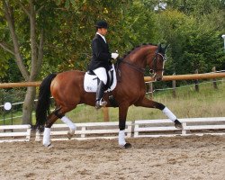 dressage horse Stratege 9 (Hanoverian, 2005, from Sandro Hit)