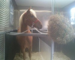 dressage horse Odin 429 (German Riding Pony, 2010, from Ombre)