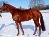 dressage horse Wilma 268 (Hanoverian, 2008, from Wolkenzauber)