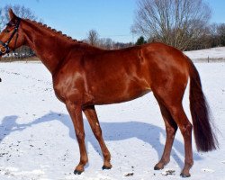 dressage horse Wilma 268 (Hanoverian, 2008, from Wolkenzauber)