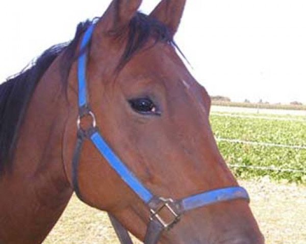 broodmare X-Dream (Trakehner, 1998, from Enchantee)