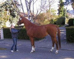 broodmare Xanadu (Trakehner, 1994, from Van Deyk)