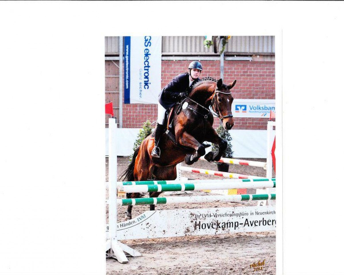 broodmare Felia 46 (Westphalian, 2005, from Ferragamo)