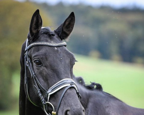 dressage horse Filou de Baron CH (Swiss Warmblood, 2015, from Fürsten-Look)
