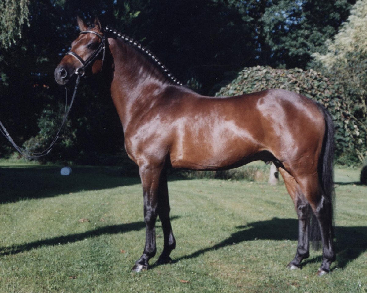 stallion Boticelli 4 (German Riding Pony, 1996, from Brillant)