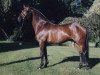 stallion Boticelli 4 (German Riding Pony, 1996, from Brillant)
