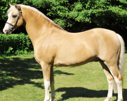 Deckhengst The Braes My Mobility (Welsh Pony (Sek.B), 1994, von Steehorst Maestro)