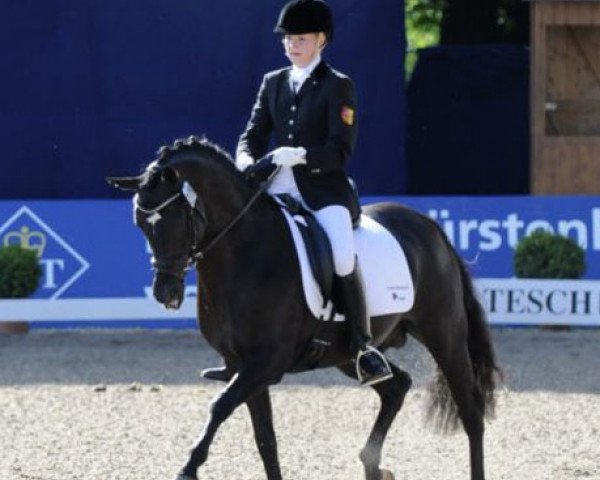 dressage horse Kennedy WE (German Riding Pony, 1997, from Kaiserjaeger xx)