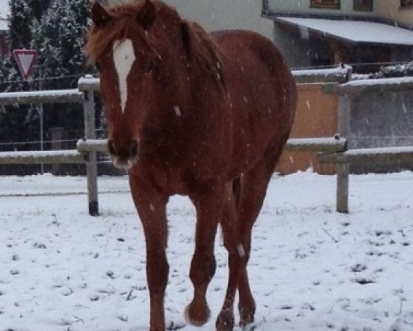 broodmare Fatima (German Riding Pony, 2011, from Topolino)